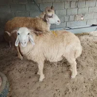 بره نر قوچ