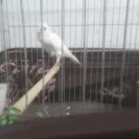 قناری ماده|پرنده|سنگر, |دیوار