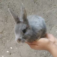 خرگوش مینی لپ مینیاتوری