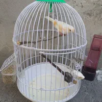 قناری نر یک ساله|پرنده|دینور, |دیوار