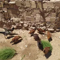 جوجه خروس معاوضه با کفتر