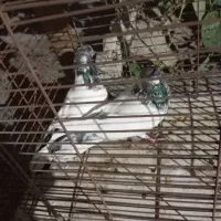 کفتر|پرنده|سیرجان, |دیوار