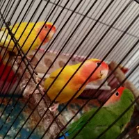 طوطی برزیلی مولد