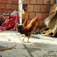 مرغ و خروس محلی|حیوانات مزرعه|مریوان, |دیوار