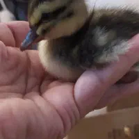 دستگاه جوجه کشی|لوازم جانبی حیوانات|شفت, |دیوار