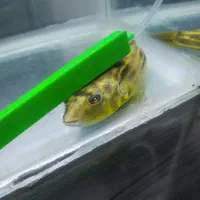 ماهی پافر فاهاکا آب شیرین