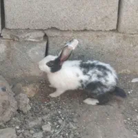بچه خرگوش