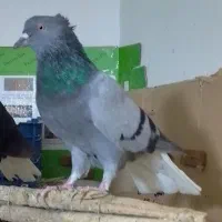 سبز دمسفید ، زاغ دمسفید