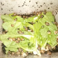 حلزون آلبینو اچاتینا|خزنده|کرمانشاه, |دیوار