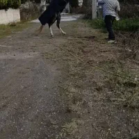 اسب|اسب و تجهیزات اسب‌سواری|بابکان, |دیوار