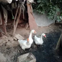 قو غاز خارجی بزرگ