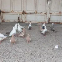 کبوتر