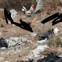 خروس  هکلی اصل عربی