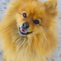 سگ پامرین روباهی