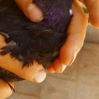 کبوتر زاغ دمسفید و فنچ گلدین|پرنده|رفسنجان, |دیوار