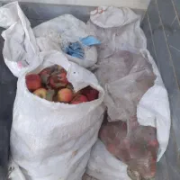 سیب زیر درختی