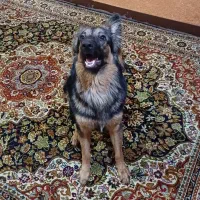 سگ ژرمن شیپرد ۹ ماهه|سگ|اهواز, منبع اب|دیوار