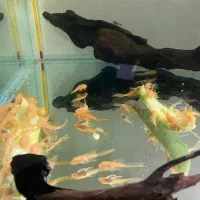 کت فیش پوزه بوته ای لجن خوار مناسب پلنت گوپی دیسکس|ماهی|کرمان, |دیوار