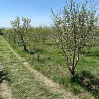 خانه باغ در جاده ترک صومعه کبودین|فروش زمین و ملک کلنگی|کندوان, |دیوار