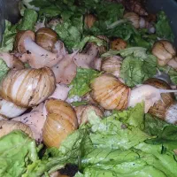 حلزون|خزنده|تهران, فلاح|دیوار