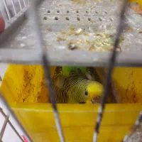 مرغ عشق بالغ|پرنده|مشهد, کشف|دیوار