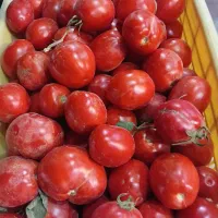 گوجه ربی درجه یک
