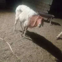 گوسفند