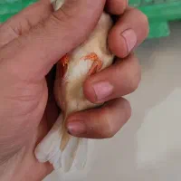 یک عدد ماده ایزابل اورنج و یک عدد نر کینگ اروپایی|پرنده|اصفهان, درب کوشک|دیوار