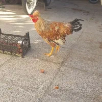 با سلام خدمت دوستان عزیز دو عدد خروس زینتی فروشی|حیوانات مزرعه|اردکان, |دیوار