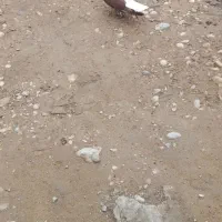 جفت دم پاک عقیلی|پرنده|شوشتر, |دیوار