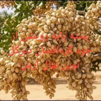 پسته گردوبادام انار تمشک ازگیل نوین نهال ارش
