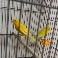 جفت روتخم قناری رنگ روشن زرد