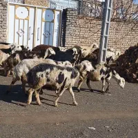 میش کله سفیدپلنگی