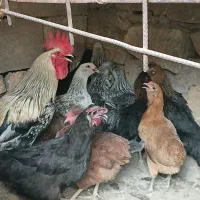 مرغ و خروس و جوجه