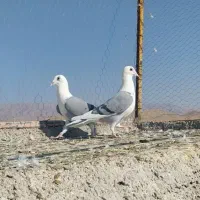 پشت گراف ماده|پرنده|رادکان, |دیوار