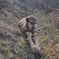 سگ پژدر|سگ|منجوان, |دیوار