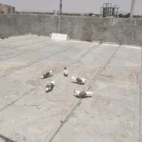 کبوتر دوکت کاکلی