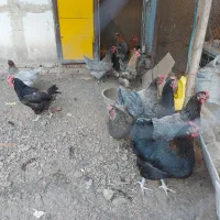 مرغ تخمگذار محلی گلپایگان