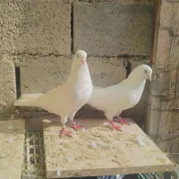 جفت کبوتر سفید