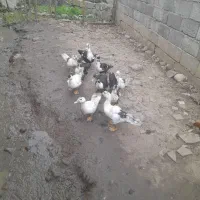 فروش اردک اسرائیلی