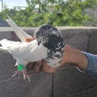کبوتر تهرانی