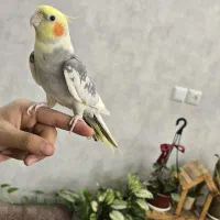 پرنده عروس هلندی