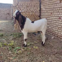 نربز فروشی|حیوانات مزرعه|ششطراز, |دیوار