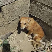 سگ ماده پاکوتاه