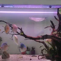 ماهی اروانا