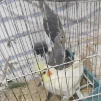 عروی هلندی با جوجه 3 و 5 ماهه|پرنده|کوه چنار, |دیوار