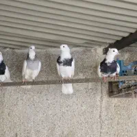 فروش بیست جفت طوقی یکجا|پرنده|اصفهان, رزمندگان|دیوار