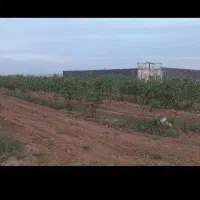 فروش باغ پسته در جنب راه آهن سلطان آباد|فروش خانه و ویلا|خوشاب, |دیوار