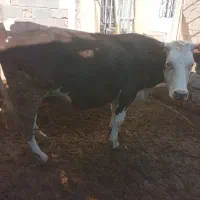 گاو سیمیتال|حیوانات مزرعه|ملکان, |دیوار