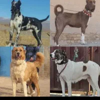 سگ ژرمن یا سراب واگذاری